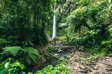 Cascada Hola Vida. Puyo 'da şelale. Amazon 'da tropik yeşil yağmur ormanı. Ekvador 'da. Güney Amerika.