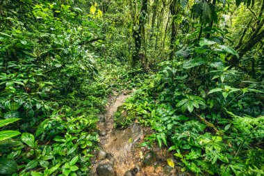 Cascada Hola Vida. Puyo 'da şelale. Amazon 'da tropik yeşil yağmur ormanı. Ekvador 'da. Güney Amerika.