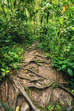 Cascada Hola Vida. Puyo 'da şelale. Amazon 'da tropik yeşil yağmur ormanı. Ekvador 'da. Güney Amerika.