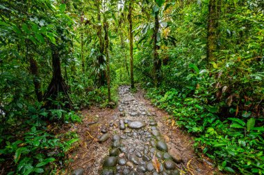 Cascada Hola Vida. Puyo 'da şelale. Amazon 'da tropik yeşil yağmur ormanı. Ekvador 'da. Güney Amerika.