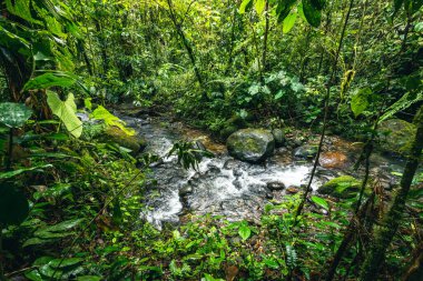 Cascada Hola Vida. Puyo 'da şelale. Amazon 'da tropik yeşil yağmur ormanı. Ekvador 'da. Güney Amerika.