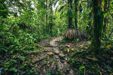 Cascada Hola Vida. Puyo 'da şelale. Amazon 'da tropik yeşil yağmur ormanı. Ekvador 'da. Güney Amerika.