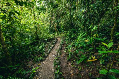 Cascada Hola Vida. Puyo 'da şelale. Amazon 'da tropik yeşil yağmur ormanı. Ekvador 'da. Güney Amerika.