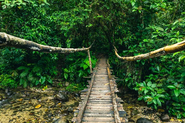 Equador Floresta Tropical Trilha Caminhadas Floresta Amazônia Caminho Selva Para — Fotografia de Stock