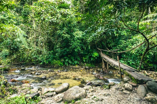 Ekvador Tropikal Yağmur Ormanı. Amazon Bulut Ormanı 'nda yürüyüş yolu. Hola Vida Şelalesi 'ne orman yolu. Puyo, Ekvador. Güney Amerika.