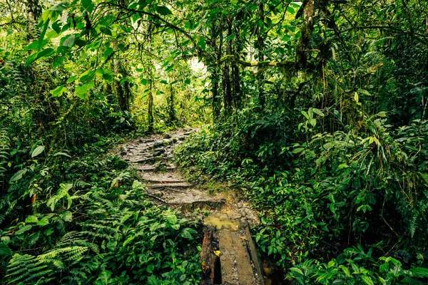 Ecuador Tropical Rainforest Hiking Trail Amazon Cloud Forest Jungle Path — Stock Photo, Image