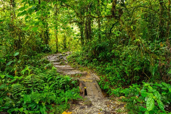 Ekvador Tropikal Yağmur Ormanı. Amazon Bulut Ormanı 'nda yürüyüş yolu. Hola Vida Şelalesi 'ne orman yolu. Puyo, Ekvador. Güney Amerika.