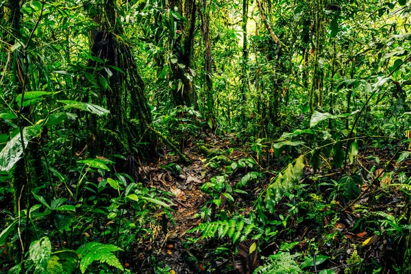 Equateur Forêt Tropicale Humide Sentier Randonnée Dans Forêt Nuageuse Amazonienne — Photo