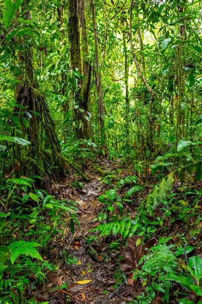 Τροπικό Δάσος Του Ισημερινού Μονοπάτι Πεζοπορίας Στο Amazon Cloud Forest — Φωτογραφία Αρχείου