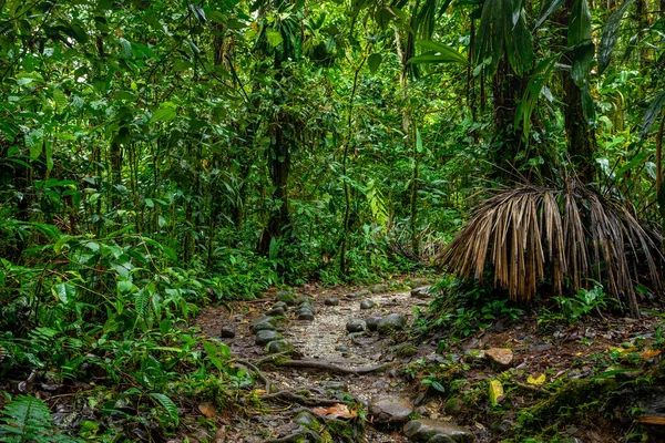 Еквадорський Тропічний Ліс Подорож Амазонському Хмарному Лісі Шлях Джунглів Водоспаду — стокове фото