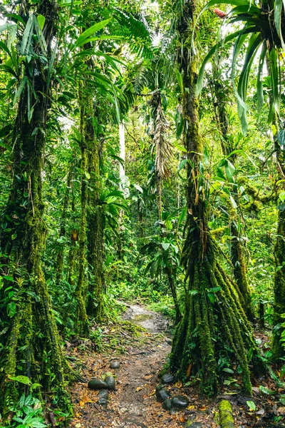 エクアドル熱帯雨林 アマゾンクラウドフォレストのハイキングコース ヴィダ滝へのジャングルの道 エクアドルのプヨ — ストック写真