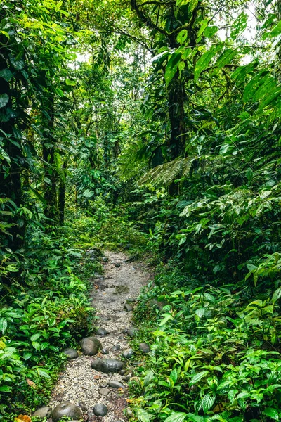 Ekvador Tropikal Yağmur Ormanı. Amazon Bulut Ormanı 'nda yürüyüş yolu. Hola Vida Şelalesi 'ne orman yolu. Puyo, Ekvador. Güney Amerika.