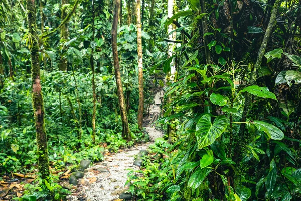 エクアドル熱帯雨林 アマゾンクラウドフォレストのハイキングコース ヴィダ滝へのジャングルの道 エクアドルのプヨ — ストック写真
