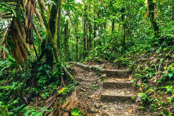 Ecuador Foresta Pluviale Tropicale Sentiero Escursionistico Nella Foresta Pluviale Amazzonica — Foto Stock