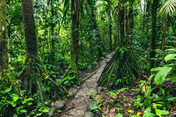 Ecuadors Tropischer Regenwald Wanderweg Amazonas Nebelwald Dschungelpfad Zum Hola Vida — Stockfoto