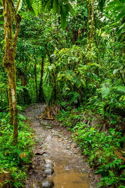 Ecuador Tropisk Regnskog Vandringsled Amazonas Molnskog Djungelväg Till Hola Vida — Stockfoto