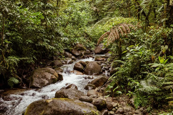 Ecuador Selva Tropical Sendero Senderismo Selva Amazónica Camino Selva Cascada —  Fotos de Stock