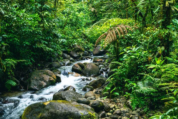 Ekvador Tropikal Yağmur Ormanı. Amazon Bulut Ormanı 'nda yürüyüş yolu. Hola Vida Şelalesi 'ne orman yolu. Puyo, Ekvador. Güney Amerika.