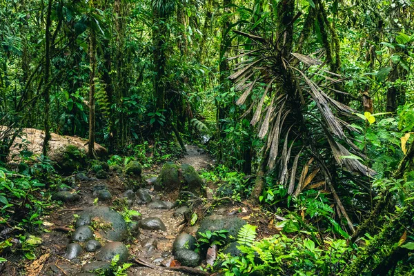 Ecuadors Tropischer Regenwald Wanderweg Amazonas Nebelwald Dschungelpfad Zum Hola Vida — Stockfoto