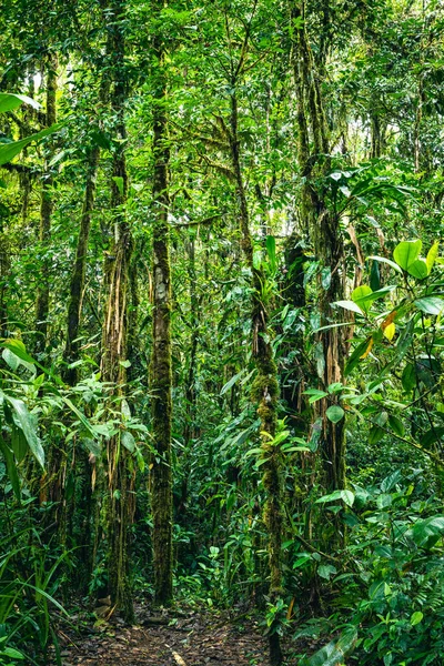 Equateur Forêt Tropicale Humide Sentier Randonnée Dans Forêt Nuageuse Amazonienne — Photo