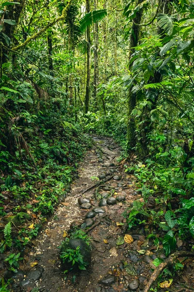 Ekvador Tropikal Yağmur Ormanı. Amazon Bulut Ormanı 'nda yürüyüş yolu. Hola Vida Şelalesi 'ne orman yolu. Puyo, Ekvador. Güney Amerika.