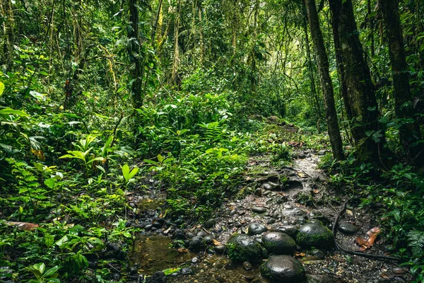 Ekvador Tropikal Yağmur Ormanı. Amazon Bulut Ormanı 'nda yürüyüş yolu. Hola Vida Şelalesi 'ne orman yolu. Puyo, Ekvador. Güney Amerika.