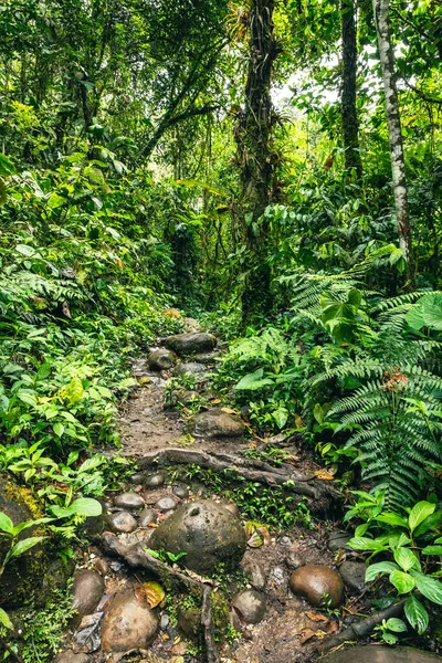 Ecuador Foresta Pluviale Tropicale Sentiero Escursionistico Nella Foresta Pluviale Amazzonica — Foto Stock