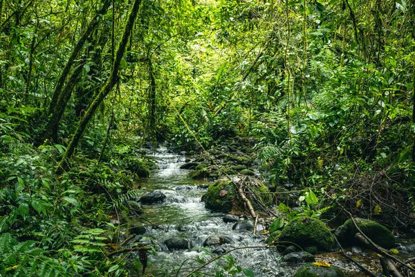 Ecuador Tropical Rainforest. Hiking trail in Amazon Cloud Forest. Jungle path to Hola Vida Waterfall. Puyo, Ecuador. South America.