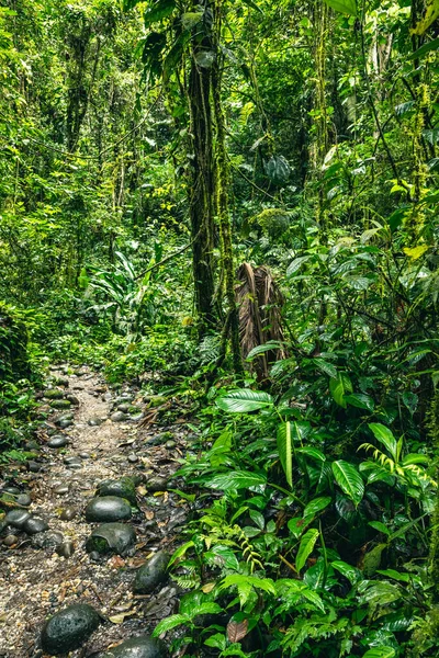 Ekvador Tropikal Yağmur Ormanı. Amazon Bulut Ormanı 'nda yürüyüş yolu. Hola Vida Şelalesi 'ne orman yolu. Puyo, Ekvador. Güney Amerika.