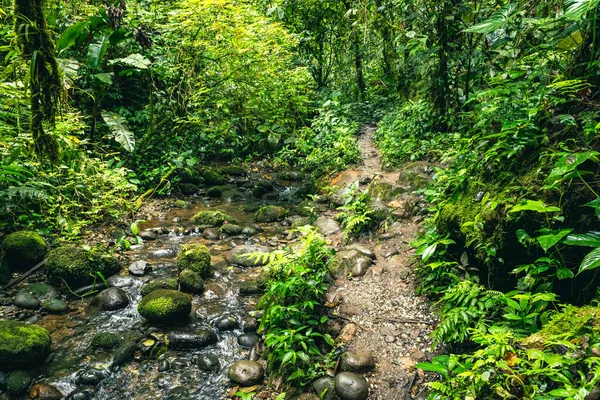 Ecuador Selva Tropical Sendero Senderismo Selva Amazónica Camino Selva Cascada —  Fotos de Stock