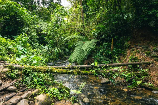 Ekvador Tropikal Yağmur Ormanı. Amazon Bulut Ormanı 'nda yürüyüş yolu. Hola Vida Şelalesi 'ne orman yolu. Puyo, Ekvador. Güney Amerika.