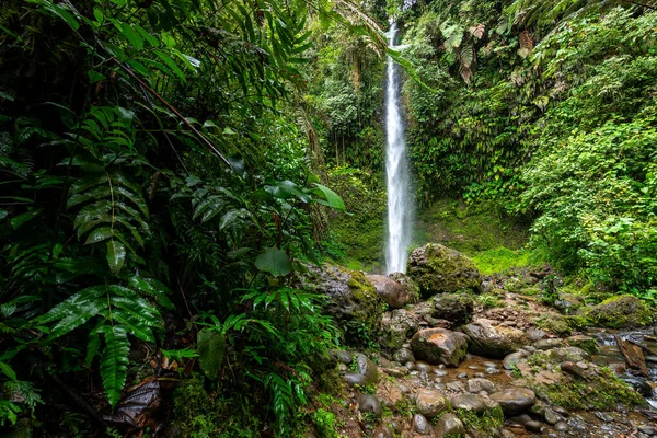 Cascada Hola Vida. Puyo 'da şelale. Amazon 'da tropik yeşil yağmur ormanı. Ekvador 'da. Güney Amerika.
