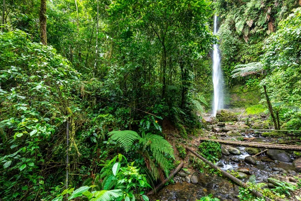 Cascada Hola Vida Wasserfall Puyo Tropischer Grüner Regenwald Amazonas Ecuador — Stockfoto