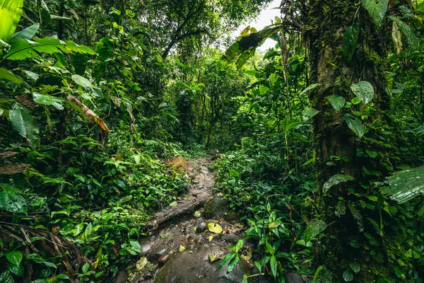 Cascada Hola Vida Waterfall Puyo Tropical Green Rainforest Amazon Ecuador — Stock Photo, Image