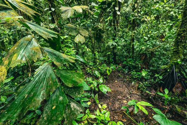 Jestem Cascada Hola Vida Wodospad Buyeo Tropikalny Zielony Las Deszczowy — Zdjęcie stockowe
