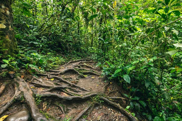 Cascada Hola Vida. Puyo 'da şelale. Amazon 'da tropik yeşil yağmur ormanı. Ekvador 'da. Güney Amerika.