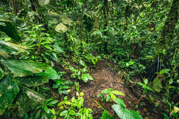 Cascada Hola Vida. Puyo 'da şelale. Amazon 'da tropik yeşil yağmur ormanı. Ekvador 'da. Güney Amerika.