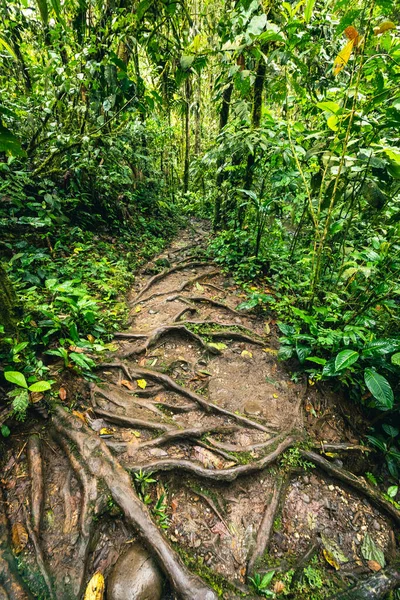 Cascada Hola Vida. Puyo 'da şelale. Amazon 'da tropik yeşil yağmur ormanı. Ekvador 'da. Güney Amerika.