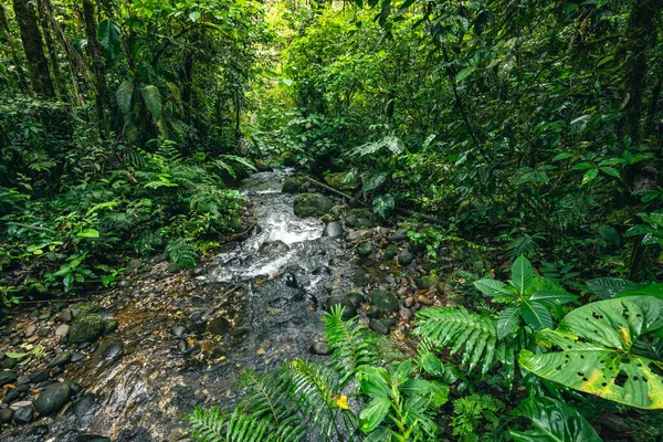 Cascada Hola Vida Cascata Puyo Foresta Pluviale Tropicale Verde Amazzonia — Foto Stock