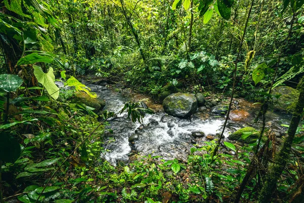 Cascada Hola Vida. Puyo 'da şelale. Amazon 'da tropik yeşil yağmur ormanı. Ekvador 'da. Güney Amerika.