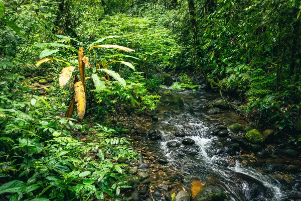 Cascada Hola Vida Cascade Puyo Forêt Tropicale Humide Verte Amazonie — Photo