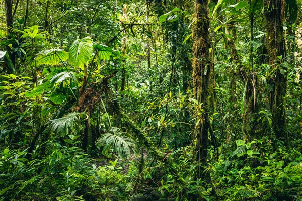 Cascada Hola Vida 普约的瀑布亚马逊的热带绿色雨林 厄瓜多尔 — 图库照片