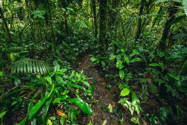 Cascada Hola Vida. Puyo 'da şelale. Amazon 'da tropik yeşil yağmur ormanı. Ekvador 'da. Güney Amerika.