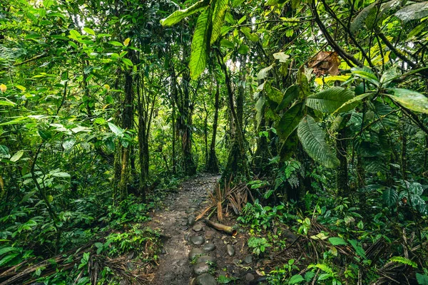 Cascada Hola Vida Vattenfall Puyo Tropisk Grön Regnskog Amazonas Ecuador — Stockfoto