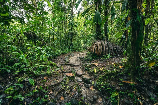 Cascada Hola Vida. Puyo 'da şelale. Amazon 'da tropik yeşil yağmur ormanı. Ekvador 'da. Güney Amerika.
