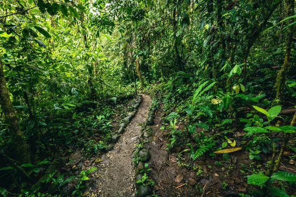 Cascada Hola Vida. Puyo 'da şelale. Amazon 'da tropik yeşil yağmur ormanı. Ekvador 'da. Güney Amerika.