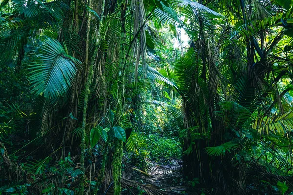 Ecuador Rainforest. Green nature hiking trail path in tropical jungle. Mindo Valley - Nambillo Cloud Forest, Ecuador, Andes. South America.