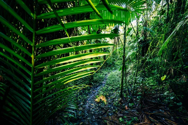 Ecuador Rainforest Green Nature Hiking Trail Path Tropical Jungle Mindo — Stock Photo, Image
