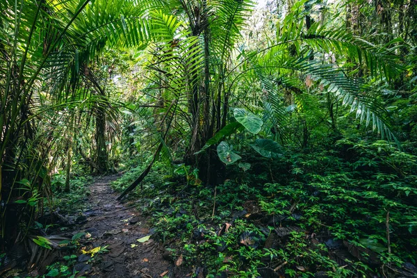 エクアドル熱帯雨林 熱帯ジャングルの緑の自然ハイキングトレイルパス ミンドバレー ナンビロ クラウド フォレスト エクアドル アンデス — ストック写真