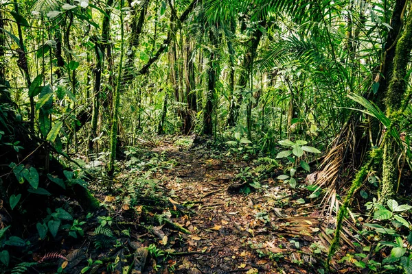 Floresta Tropical Equador Caminho Trilha Verde Natureza Caminhadas Selva Tropical — Fotografia de Stock